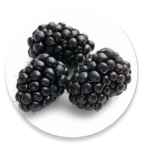 Ringtones of Blackberries 