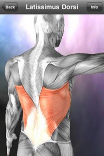 Learn Muscles: Anatomy