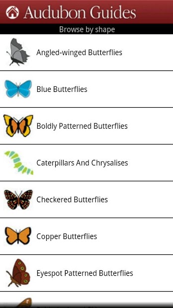 Audubon Butterflies