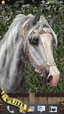 Arabian Horse Wallpaper