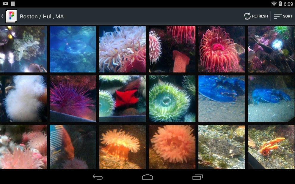 PicsPro for Picasa, Google+