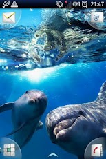 Magic Effect : Dolphins