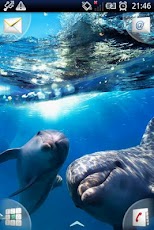 Magic Effect : Dolphins