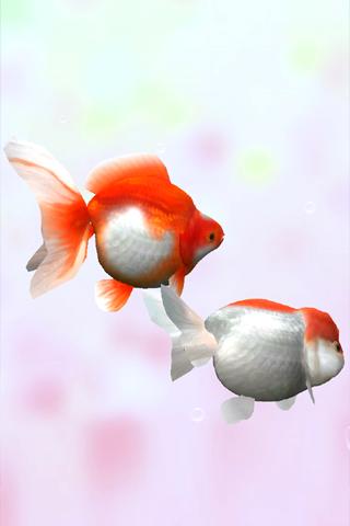 Download Gold Fish 3d Live Wallpaper For Android Gold Fish 3d Live