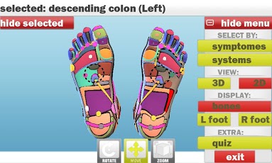 Foot Reflexology 3D