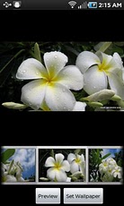 Kauai Flowers Pro