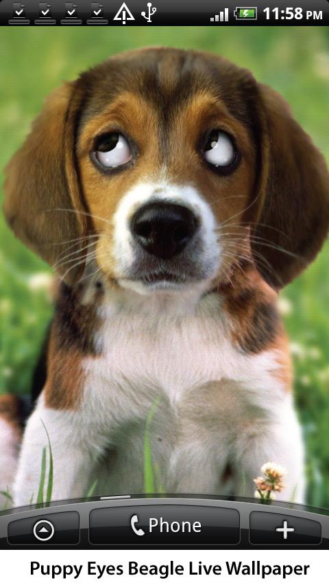 Puppy Beagle Live Wallpaper