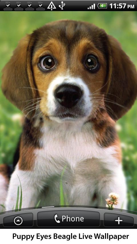 Puppy Beagle Live Wallpaper